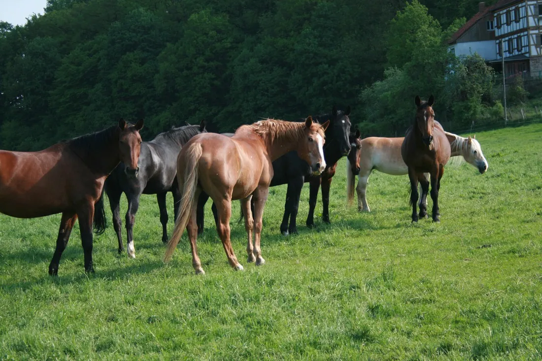 ponyhof-camping-club-liebenau-ae7xl