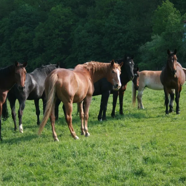 ponyhof-camping-club-liebenau-ae7xl