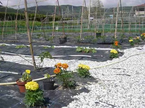 agricamping--alessandra-ameglia-per-camper-ameglia-sp-35wcf