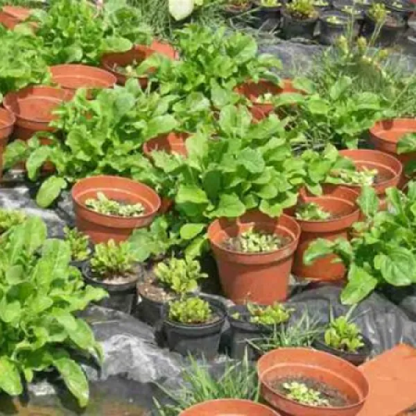 agricamping--alessandra-ameglia-per-camper-ameglia-sp-b84i6