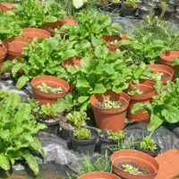 agricamping--alessandra-ameglia-per-camper-ameglia-sp-b84i6
