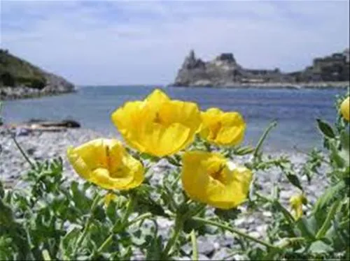 agricamping--alessandra-ameglia-per-camper-ameglia-sp-xny1y