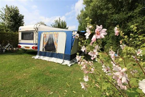 flower-camping-les-vertes-feuilles-quendplagelespins-u6vbb