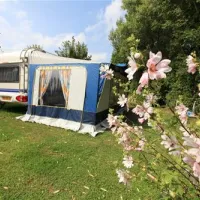 flower-camping-les-vertes-feuilles-quendplagelespins-u6vbb