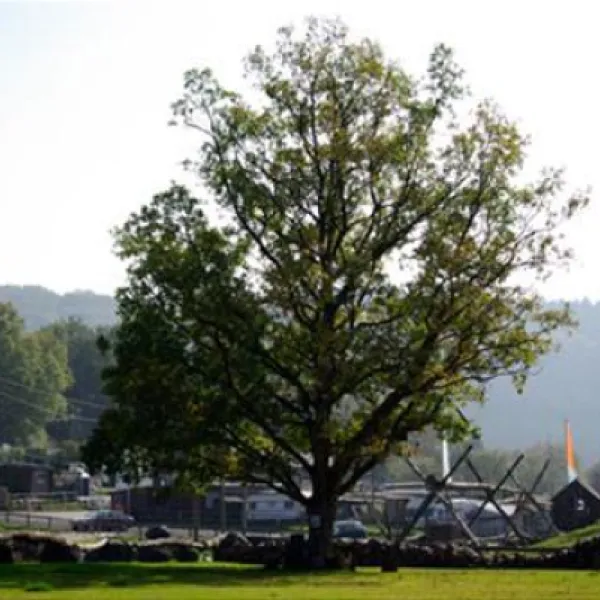 campingplatz-irsental-irrhausen-mri3i