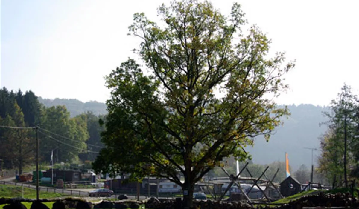 campingplatz-irsental-irrhausen-xpula