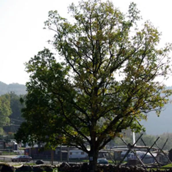campingplatz-irsental-irrhausen-xpula