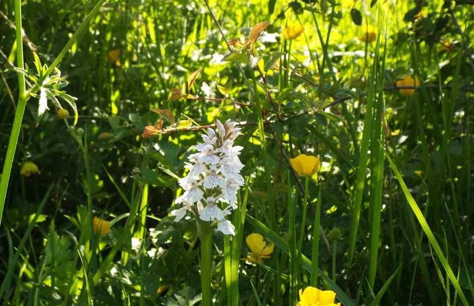 hill-cottage-farm-camping-and-caravan-park-fordingbridge-3tw7s