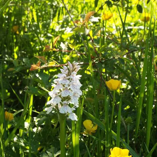 hill-cottage-farm-camping-and-caravan-park-fordingbridge-3tw7s