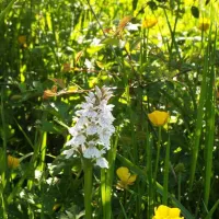 hill-cottage-farm-camping-and-caravan-park-fordingbridge-3tw7s