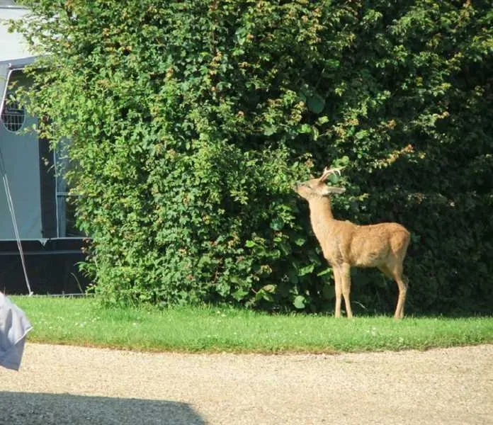 hill-cottage-farm-camping-and-caravan-park-fordingbridge-rclio