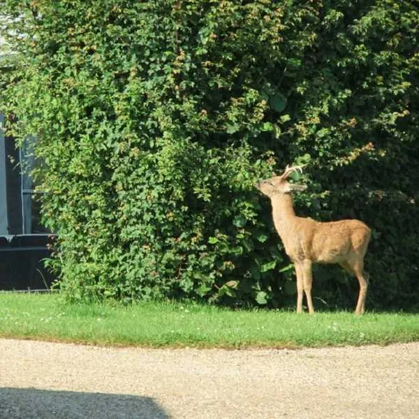 hill-cottage-farm-camping-and-caravan-park-fordingbridge-rclio