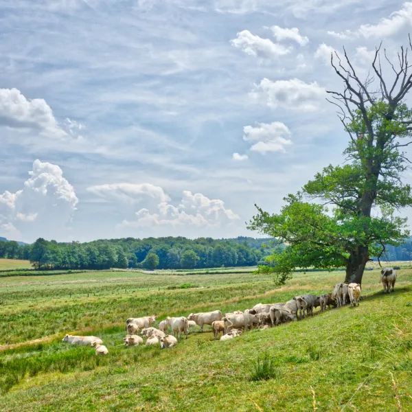 le-paroy-la-tagniegravere-saone-et-loire-goqsf