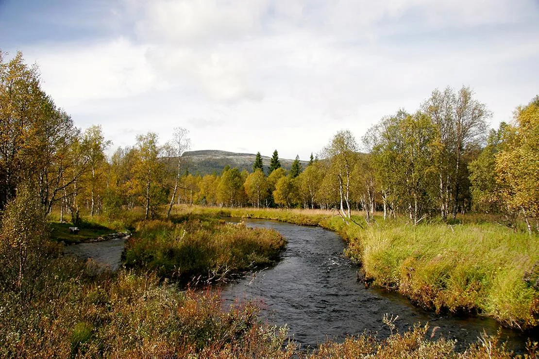 koppang-camp-og-hytteutleie-koppang-tfpv5