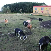 Naturcamp zu den zwei Birken