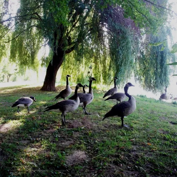 camping-la-pelouse-bergerac-ndq6l