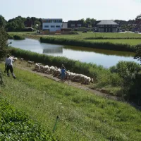 mini-camping-veldzicht-lewedorp-a0fpl
