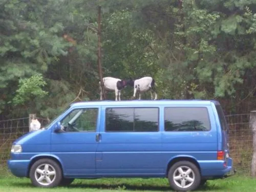 campingplatz-glockenheide-rtgesbttel-i7kuu
