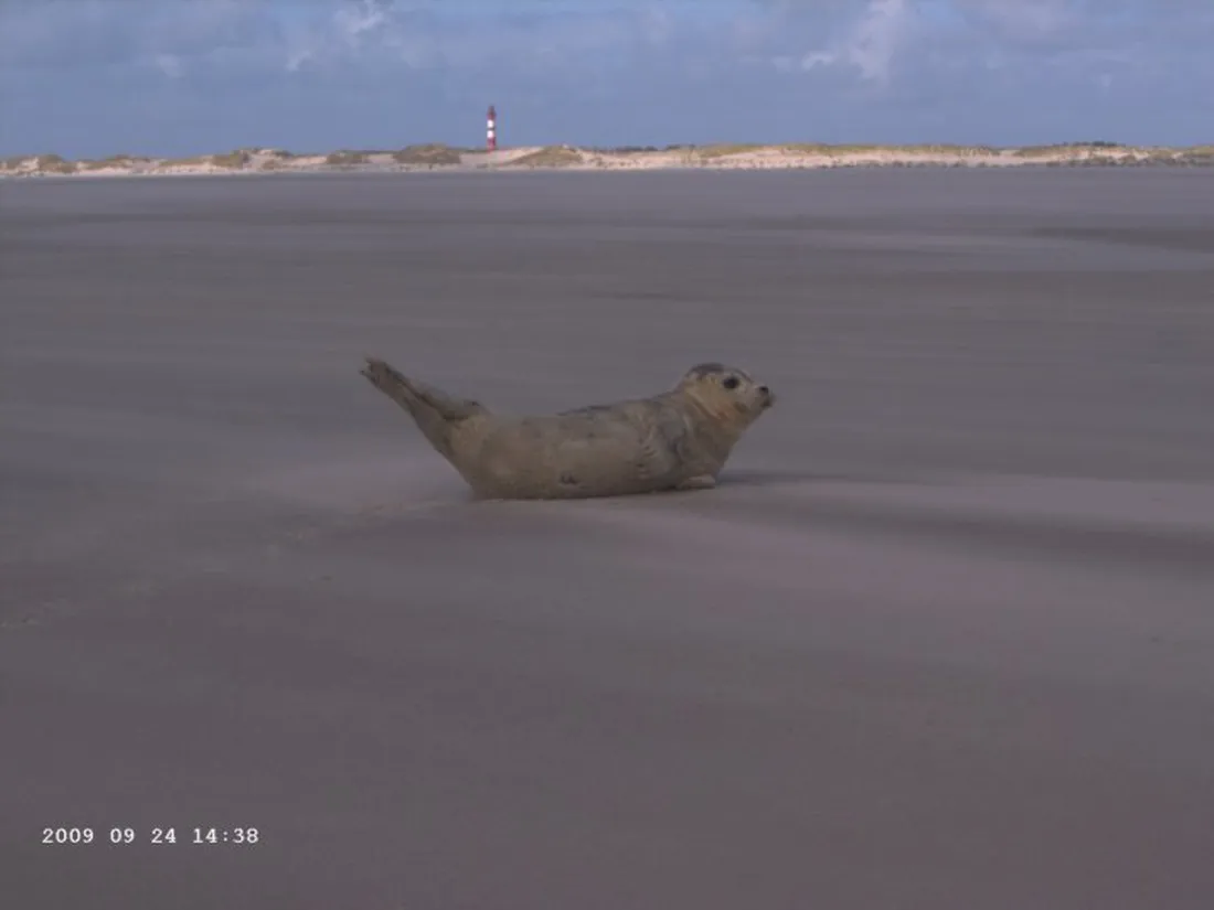 camping-amrum-wittdn-auf-amrum-zptve