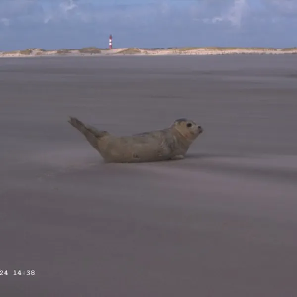 camping-amrum-wittdn-auf-amrum-zptve
