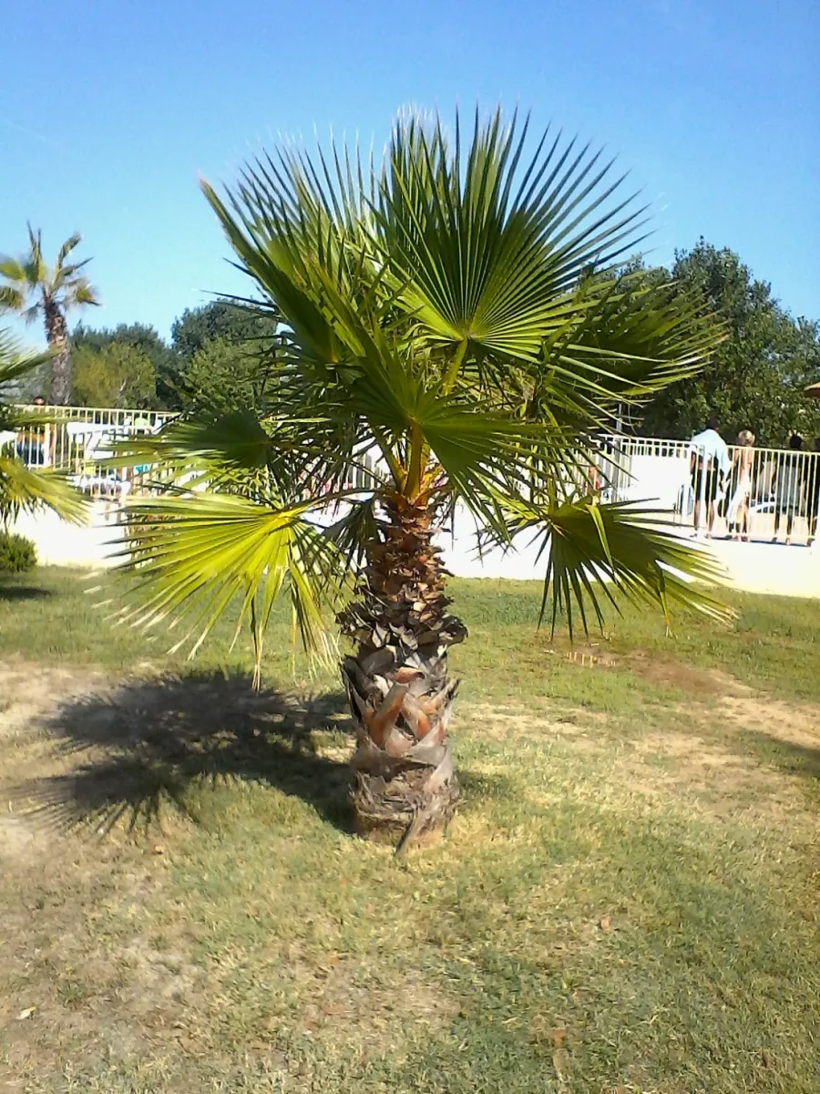 camping-saint-maurice-palavas-les-flots-clp6w