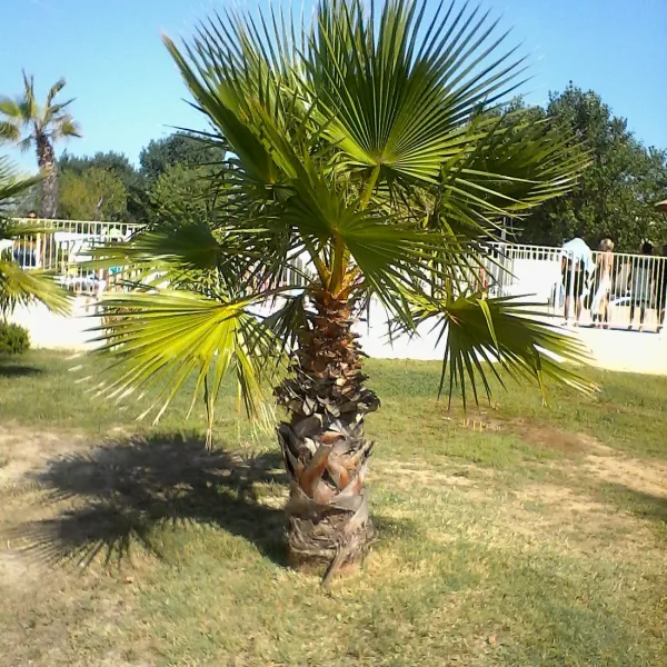 Camping Saint Maurice