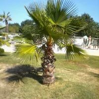 camping-saint-maurice-palavas-les-flots-clp6w