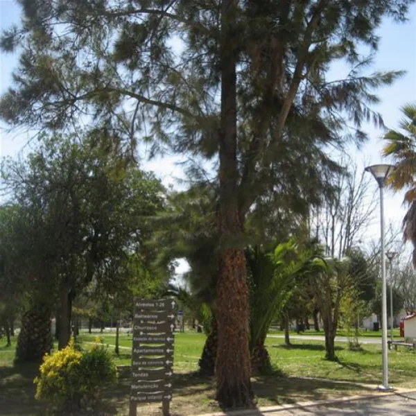 parque-municipal-de-campismo-da-goleg-goleg-2u76l