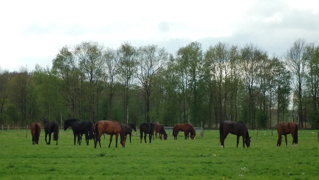 camping-het-koningsdiep-ureterp-zu2o1