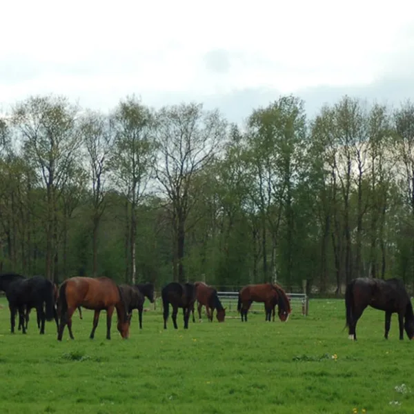 camping-het-koningsdiep-ureterp-zu2o1
