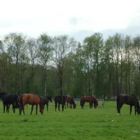 camping-het-koningsdiep-ureterp-zu2o1