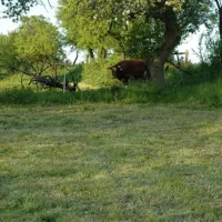 camping-zorza-poranna-swierzawa-4uh9t