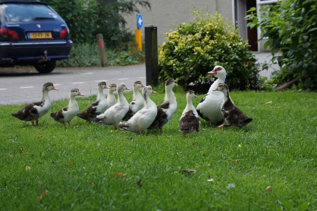 park-blijwerven-ingen-ltwui