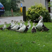 park-blijwerven-ingen-ltwui