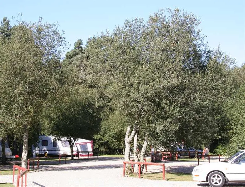 birchwood-tourist-park-wareham-bdrqv