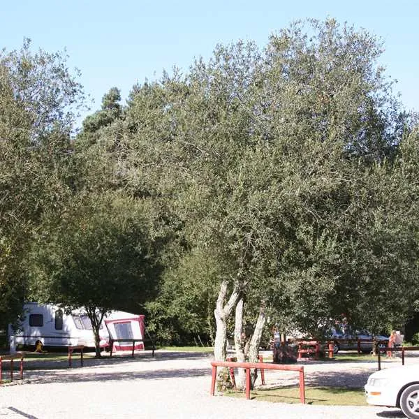 birchwood-tourist-park-wareham-bdrqv