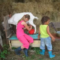 camping-lazy-cerovo-ield8