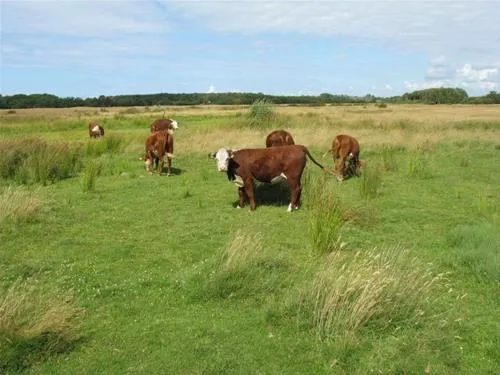 julianahoeve-renesse-j8yrw