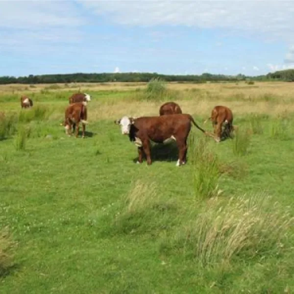 julianahoeve-renesse-j8yrw