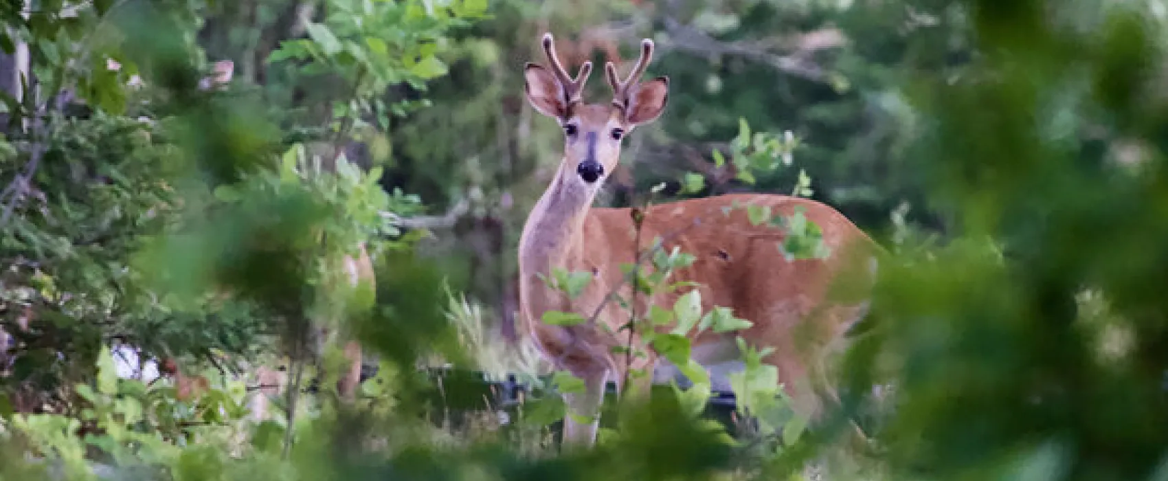 The Pines of Kabetogama Resort