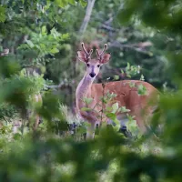 the-pines-of-kabetogama-resort-kabetogama-civ6f