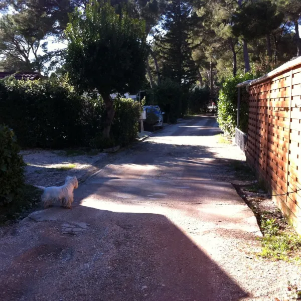 les-arbouses-le-castellet-bpbgt