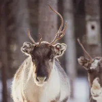 rantajarvi-vildmark-overtornea-b1pry