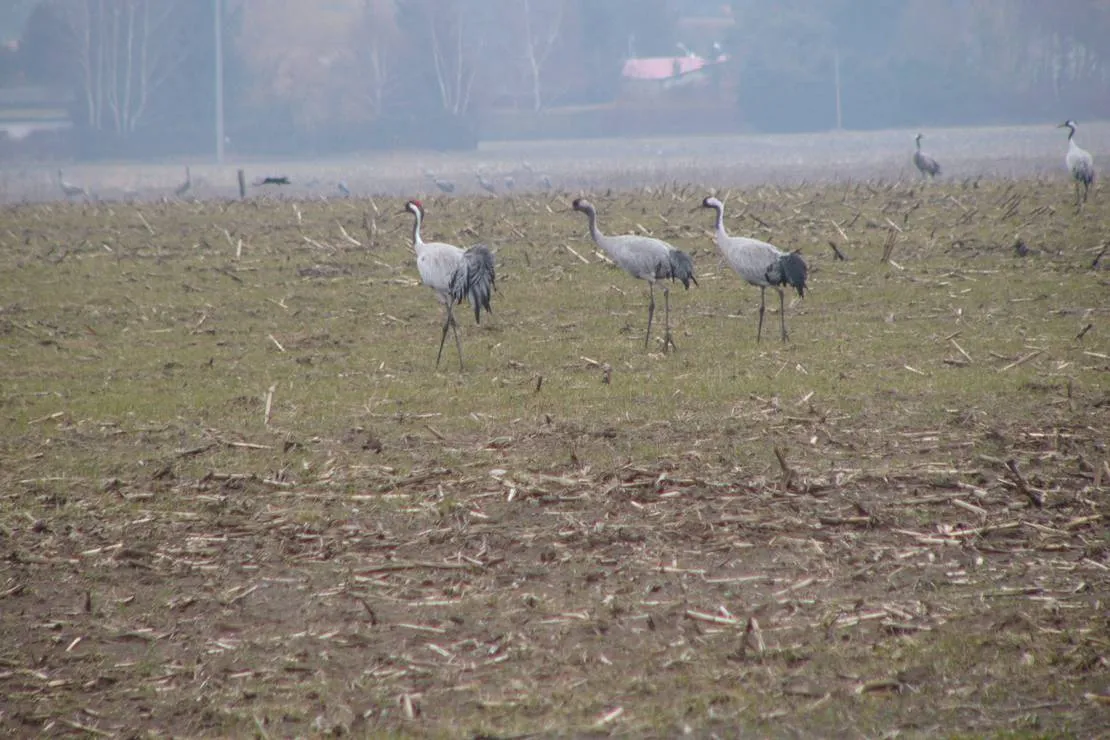horse-lake-ranch-neuendorf-ankrr
