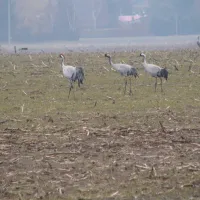 horse-lake-ranch-neuendorf-ankrr