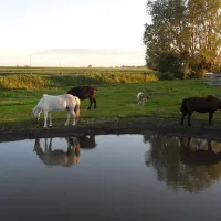 horse-lake-ranch-neuendorf-jehe5