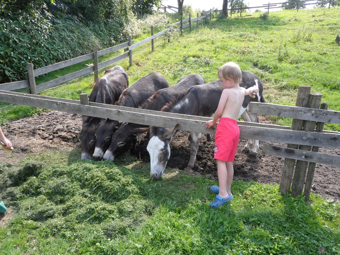 am-bauernhof-kramer-oberteuringen-qiubf