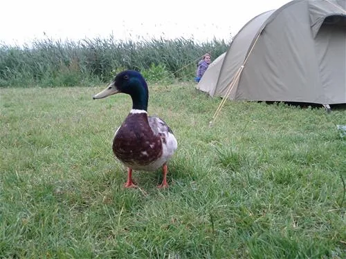 camping-zeeburg-amsterdam-h0aqk