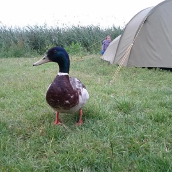 camping-zeeburg-amsterdam-h0aqk