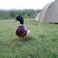 camping-zeeburg-amsterdam-h0aqk